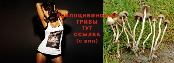 гашик Верея